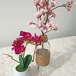 Apartman Paola Zadar